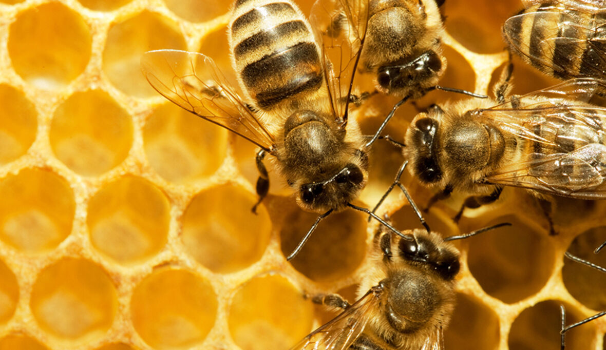 Insekten sorgen für die Ernährung der Welt