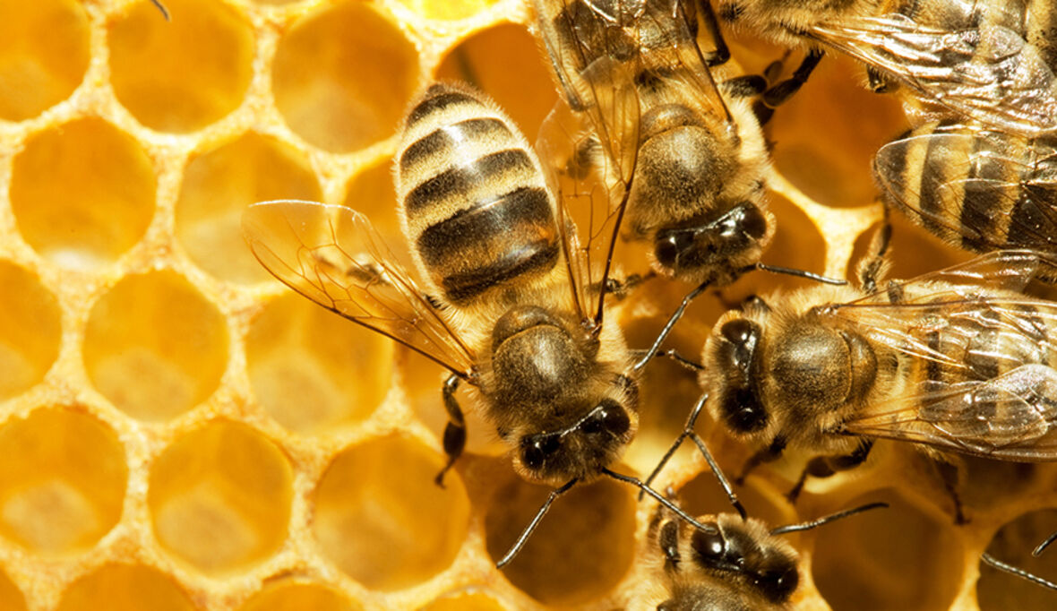 Beeograph: ein intelligenter und nachhaltiger Bienenstock