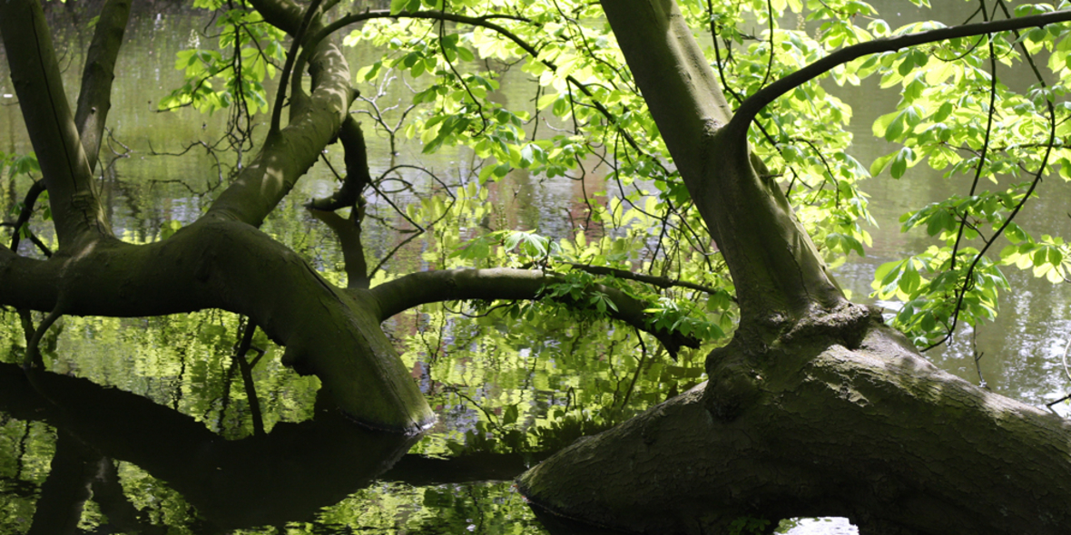 Forscher will mit Kunstbaum Wasserstoff produzieren