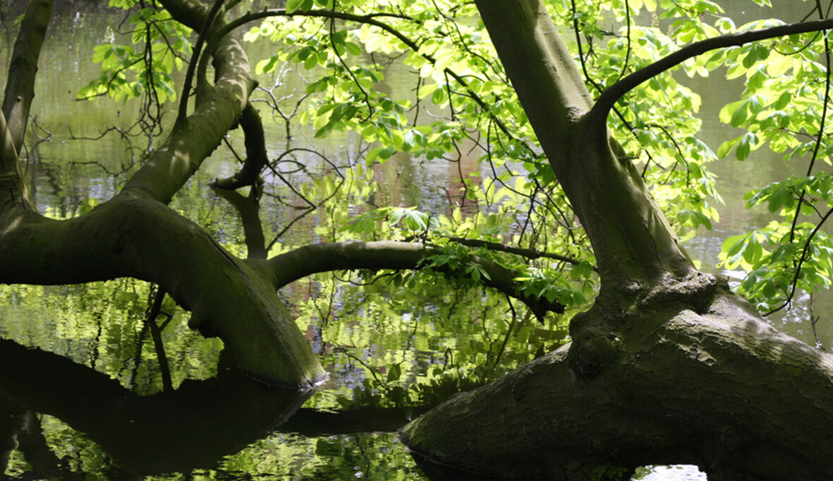 Forscher will mit Kunstbaum Wasserstoff produzieren