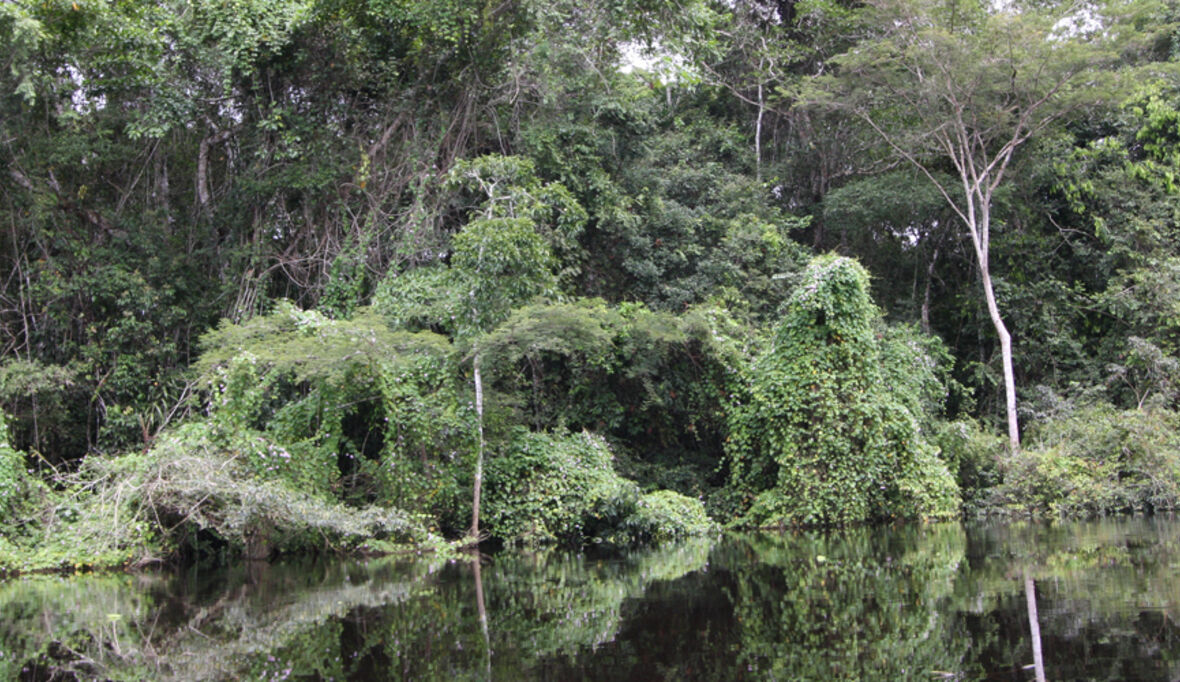 Teufelskreis aus Dürre und Waldverlust am Amazonas