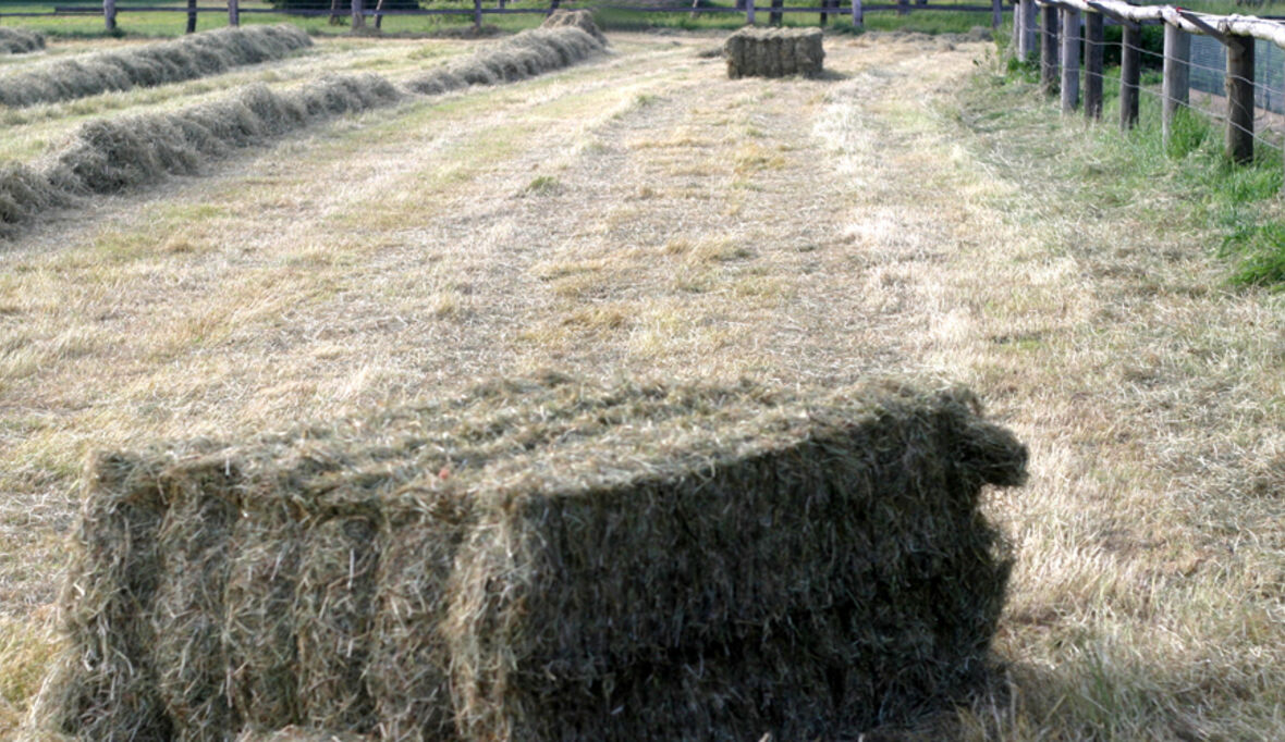 Künftiger Biosprit wird aus Holz und Stroh gemacht