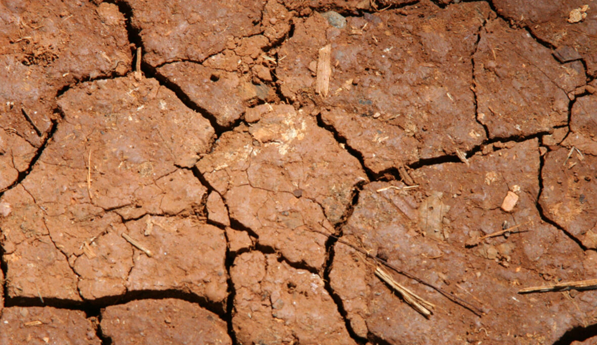 Der Trockenheit trotzen