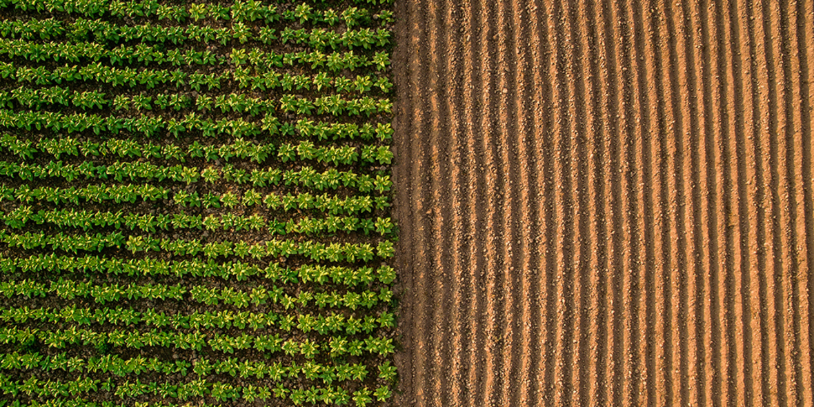 Rainforest Alliance optimiert Standard für nachhaltige Landwirtschaft