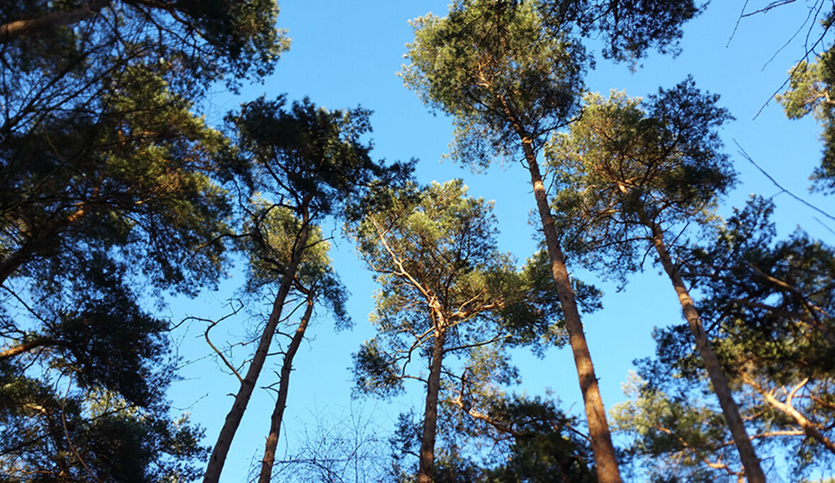 Forschungsprojekt zur Zukunft der Wälder startet