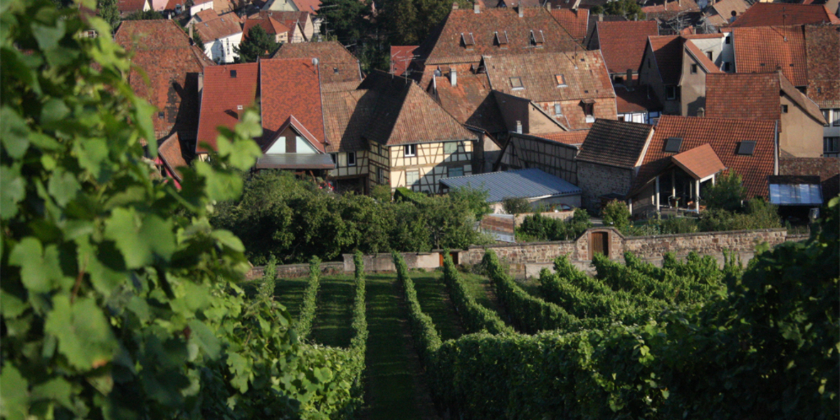 Weinberge stärker mit Mikroplastik belastet als andere Agrarböden