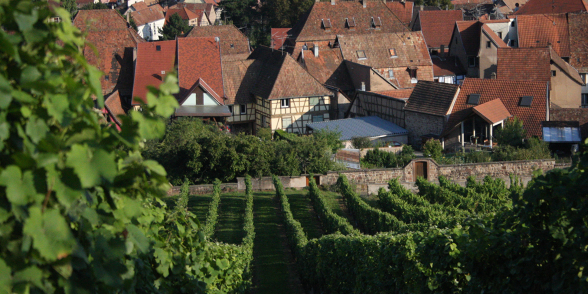 Erster Nachhaltigkeits-Standard für den deutschen Weinbau