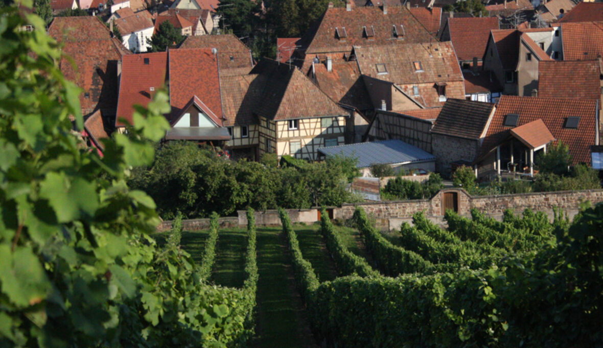 Weinberge stärker mit Mikroplastik belastet als andere Agrarböden