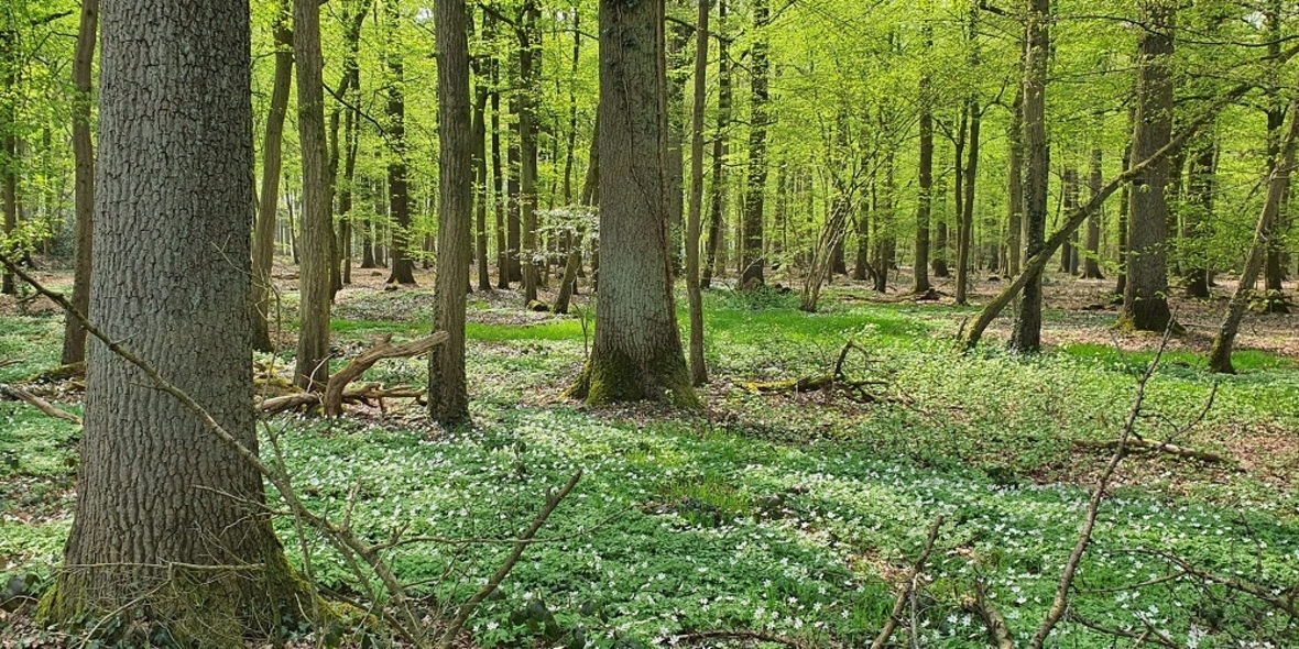 EUDR Aufschub beschlossen