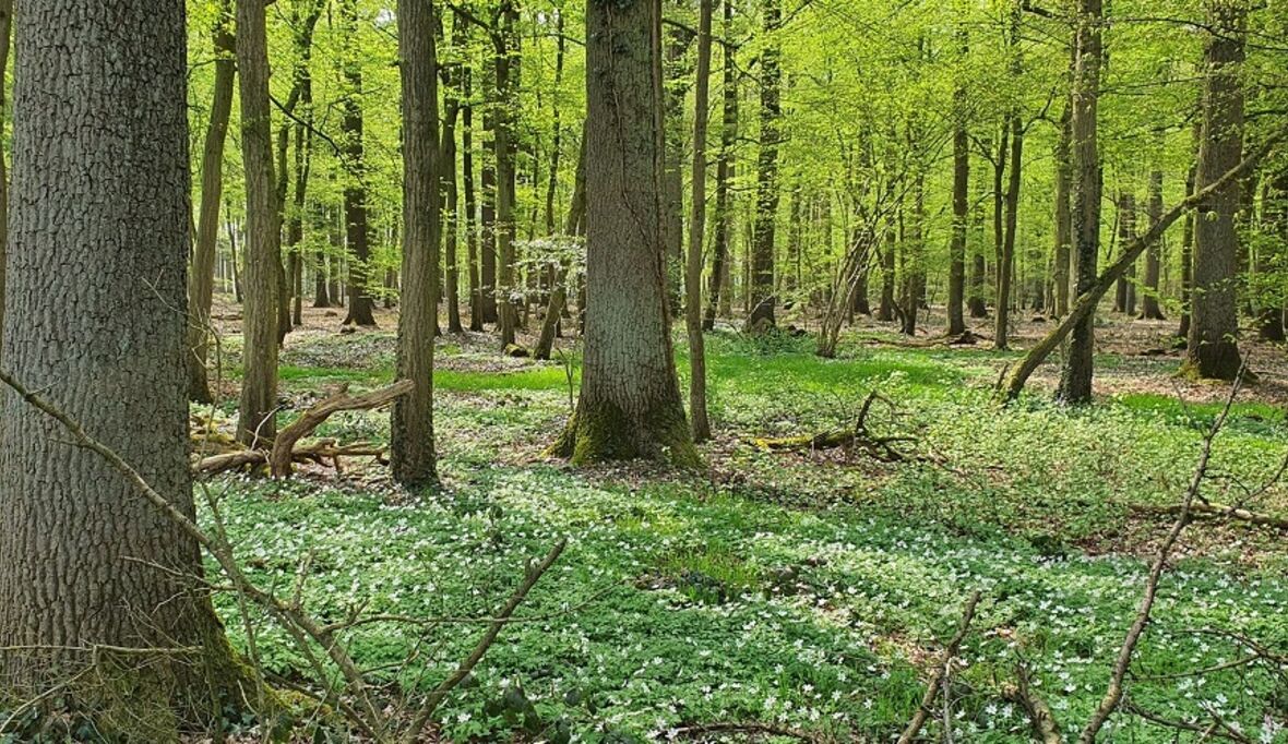 EUDR Aufschub beschlossen