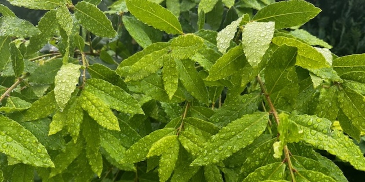 Wirksame Mittel gegen Kakerlaken: Entdecke natürliche Lösungen!