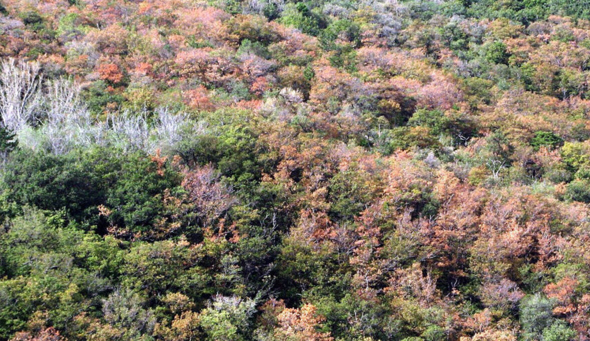 "Wälder leiden unter Klimawandel"