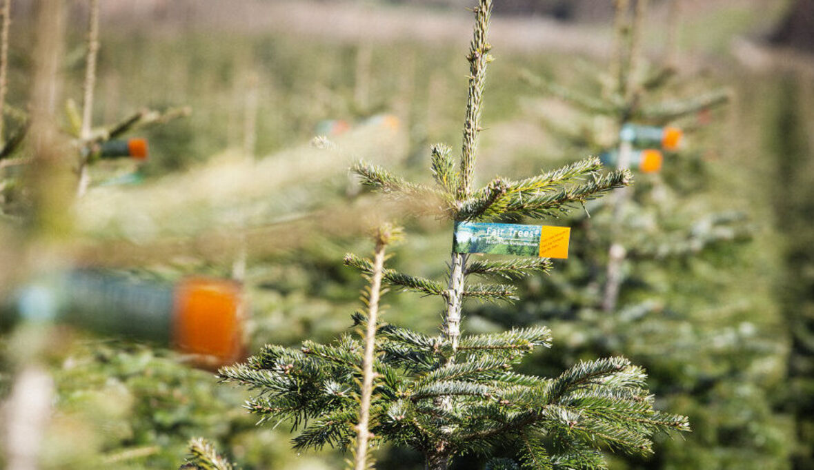 Fair gehandelte Weihnachtsbäume