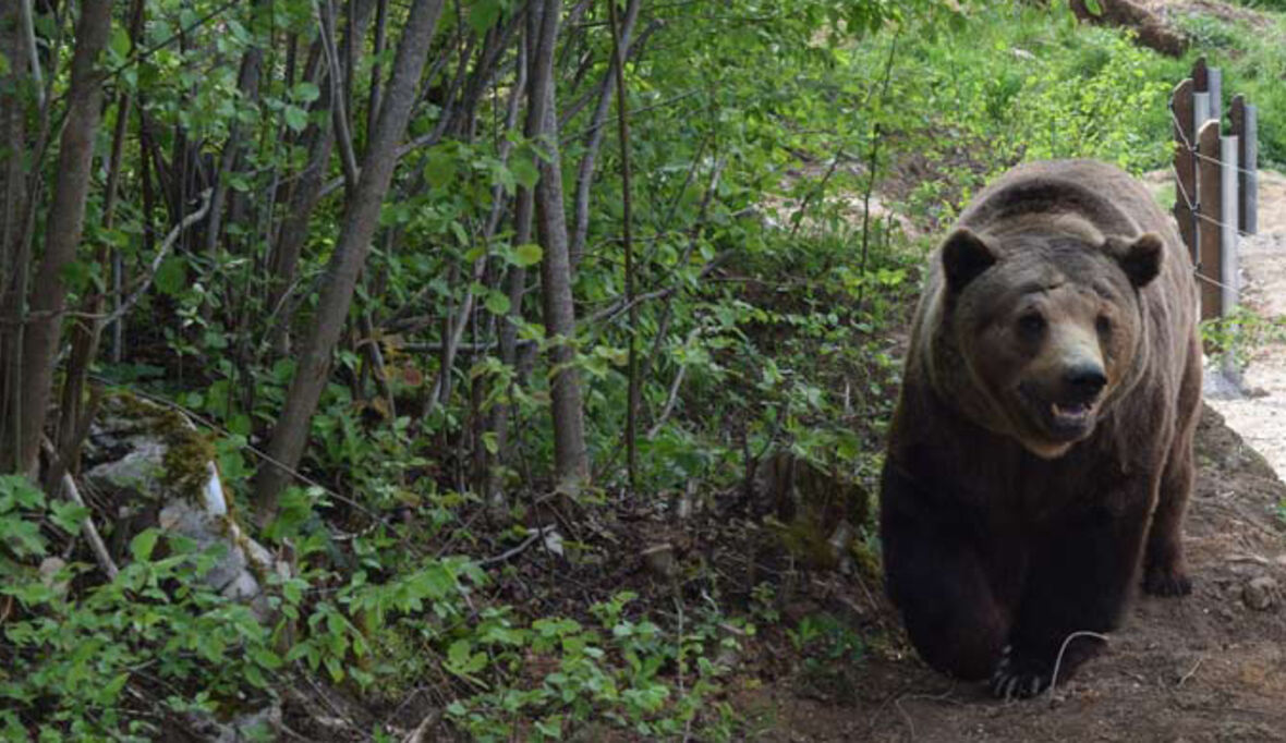 Zoo-Bären in Kroatien gerettet