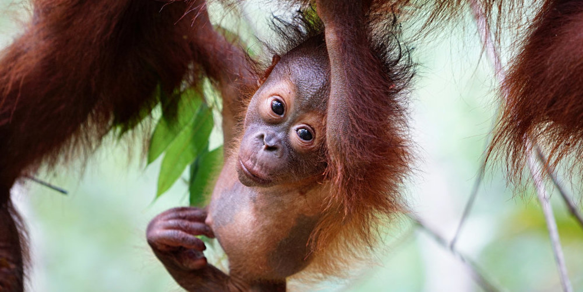 Orang-Utans: vom Aussterben bedroht und illegal gehandelt