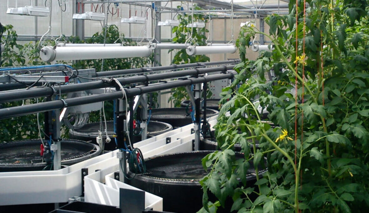 Der Tomatenfisch schwimmt zur Expo 2015