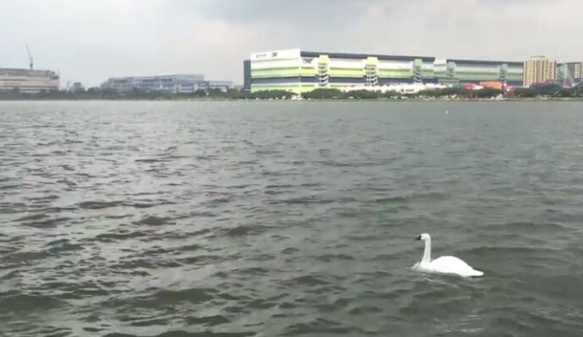 Roboterschwan misst Wasserqualität in Echtzeit 