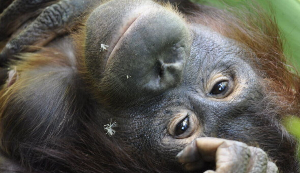 Orang-Utans akut vom Aussterben bedroht