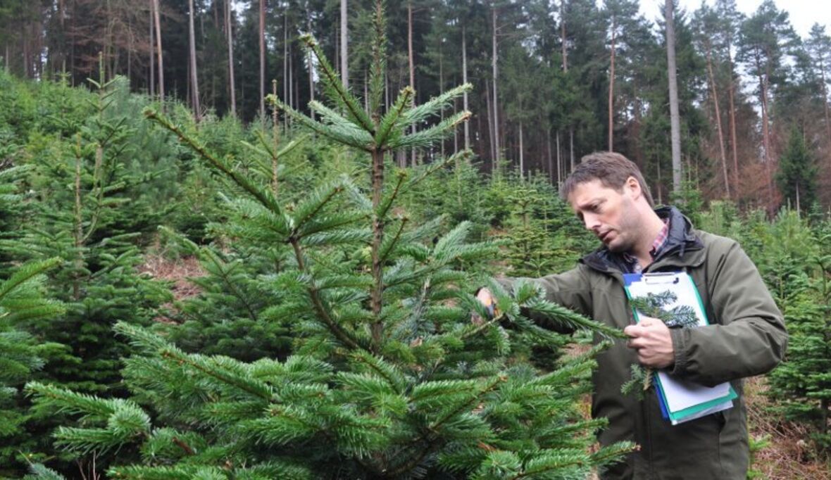 Kein Gift im Wohnzimmer: saubere Christbäume