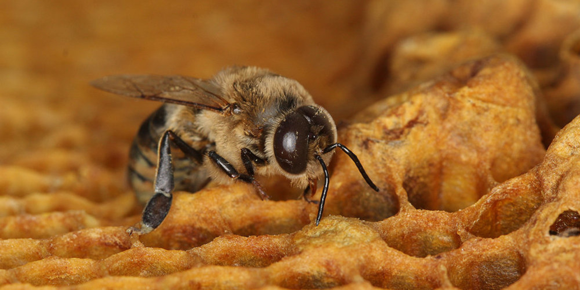 Insektizide: tödliche Folgen für Honigbienen