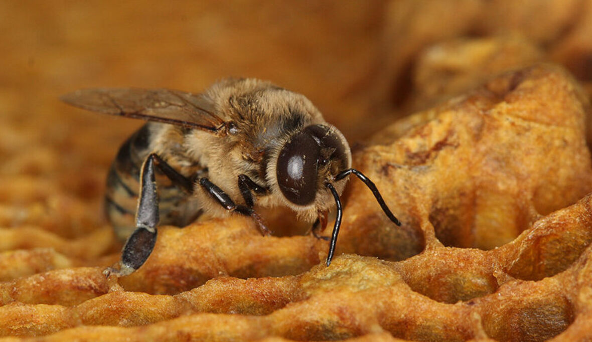 Insektizide: tödliche Folgen für Honigbienen