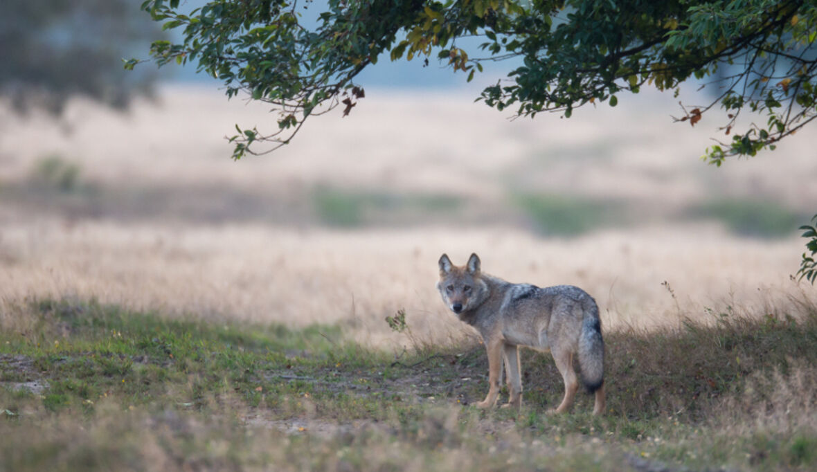 NABU begrüßt Aufbau eines Wolfs-Beratungszentrums