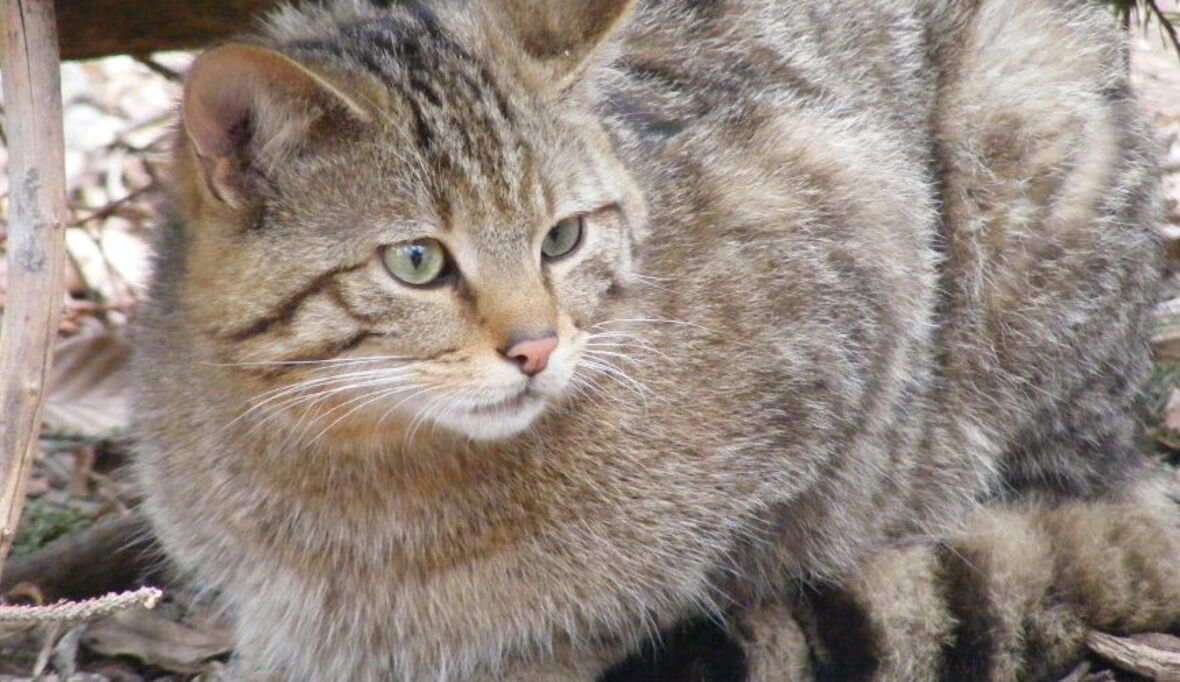 Mehr Wildkatzen als gedacht