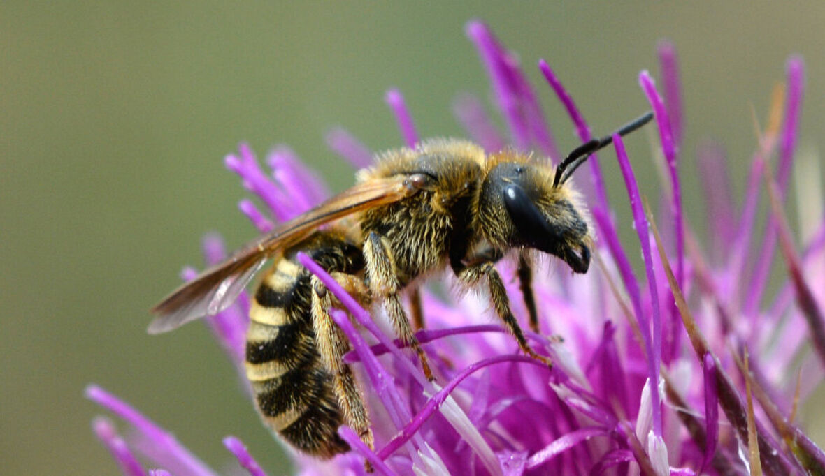 Den Insekten auf der Spur 