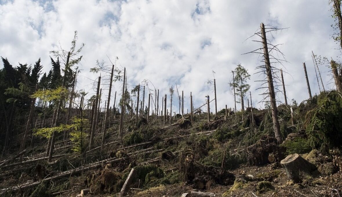 Klimaziele von Paris: Der Beitrag der Landnutzung