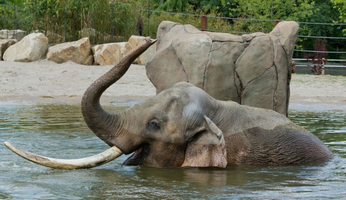 Aktiver Klimaschutz im Allwetterzoo 