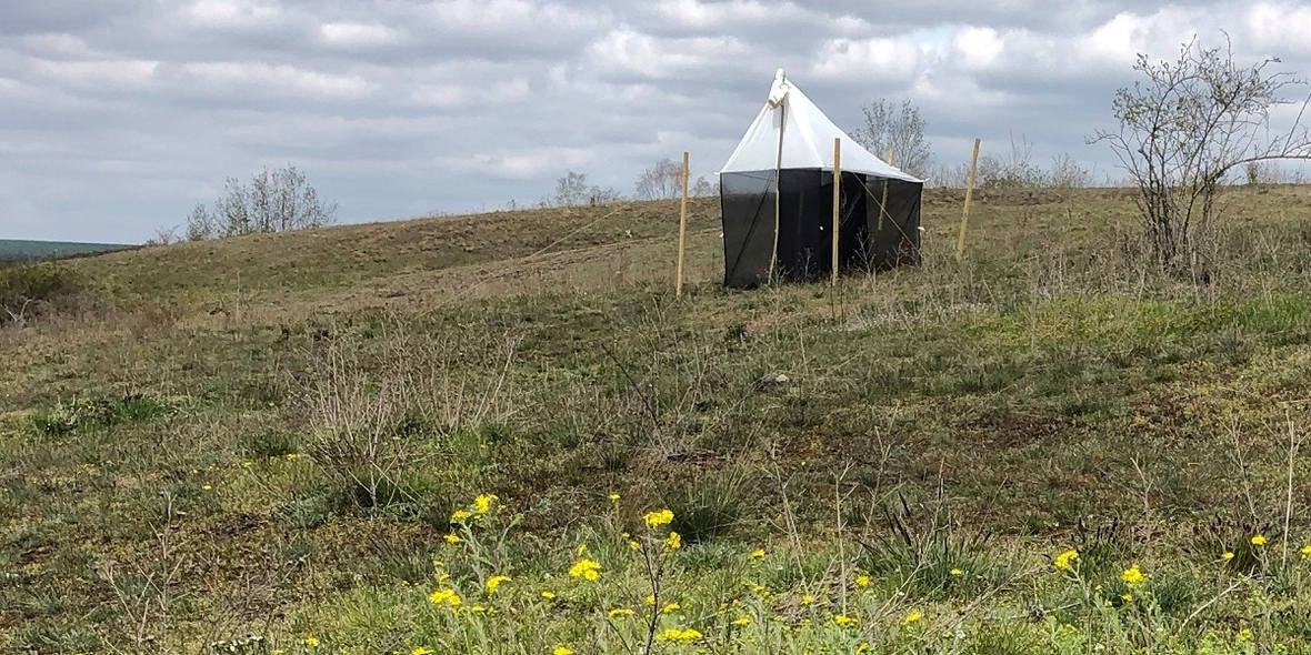 Starke Pestizidbelastung bei Insekten in Naturschutzgebieten