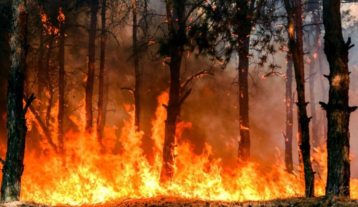 Ungleiche Waldbrandvorsorge: Einkommensschwache Gemeinden stärker gefährdet