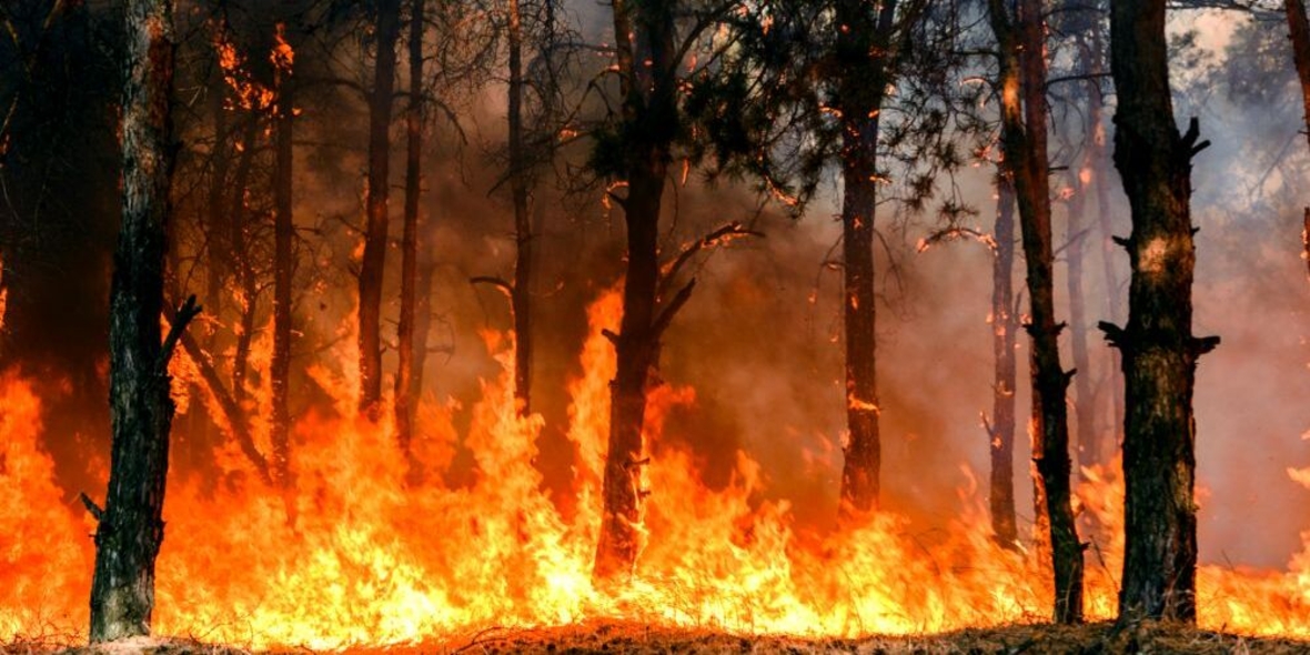 Ungleiche Waldbrandvorsorge: Einkommensschwache Gemeinden stärker gefährdet