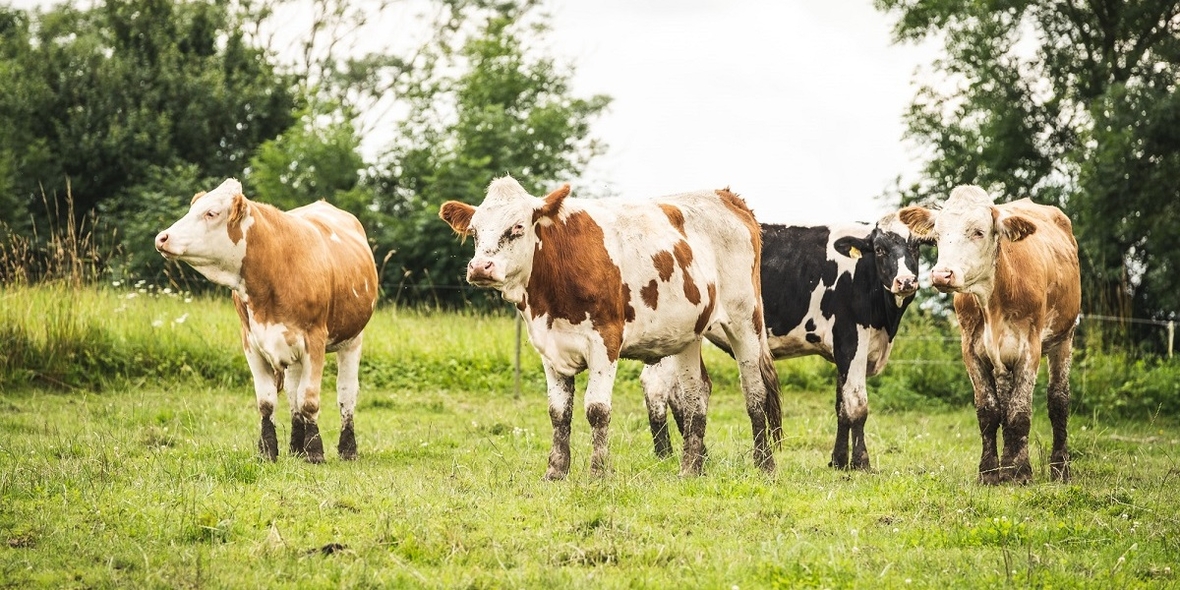 ALDI: Führend im Tierschutz und Ausbau des Bio-Angebots