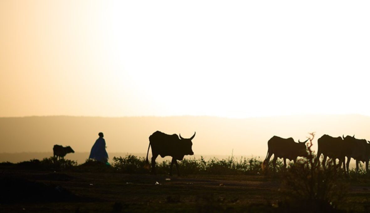 Wie steht es um die Umwelt in Kenia?