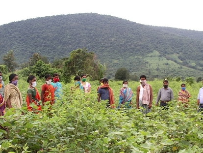 Indische Kleinstfarmer lernen unter Anleitung von Chetna Organic, einem Partner des GIZ-geförderten Pilotprojekts „Organic Cotton“, den Anbau von Bio-Baumwolle.