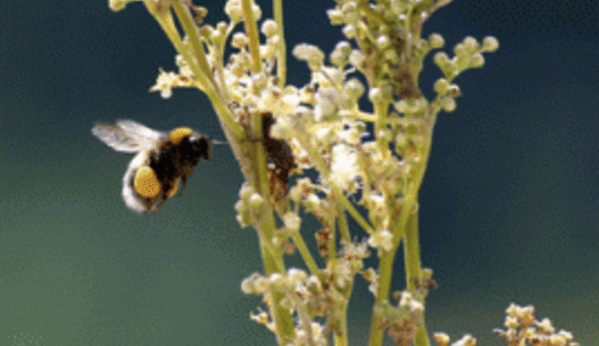 UN: Bienensterben ist globales Problem