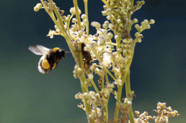 "RoboBees" für Personensuche, Rettungseinsätze, Überwachung und sogar zur Blütenbestäubung, Foto: Tryand/flickr