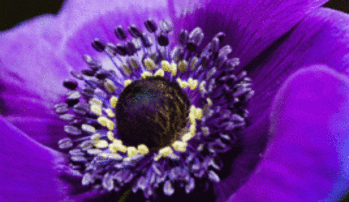 Äthiopische Blumenarbeiterinnen von Pestizidvergiftungen bedroht