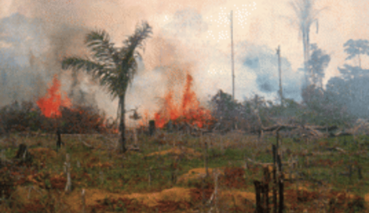 Brasilien will Abholzungsrate des Regenwalds wieder steigern