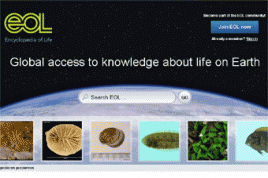 Internet-Portal Encyclopedia of Life (Screenshot)