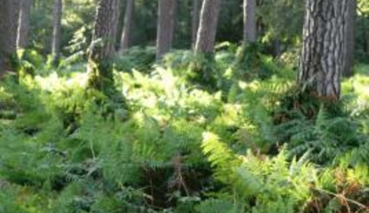 Klimaverhandlungen in Kopenhagen: Ohne den Wald geht es nicht! 