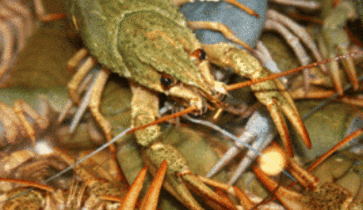 Garnelen verschlimmern Krise in Madagaskar