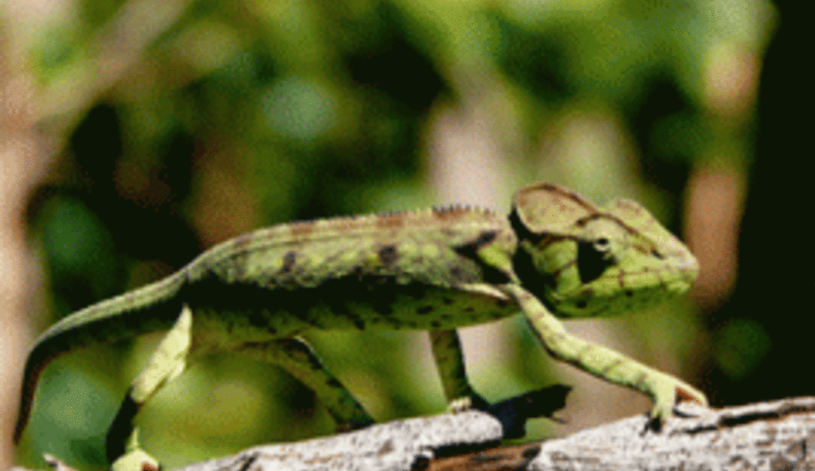 100 Todeskandidaten der Natur