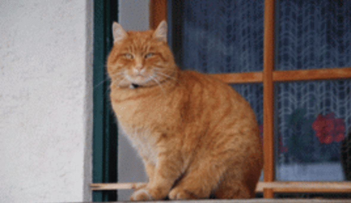 Hauskatze belastet die Umwelt so stark wie ein Kleinwagen