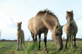 Lebende Rasenmäher - Die Konik-Ponies. Foto: VW/Kratz