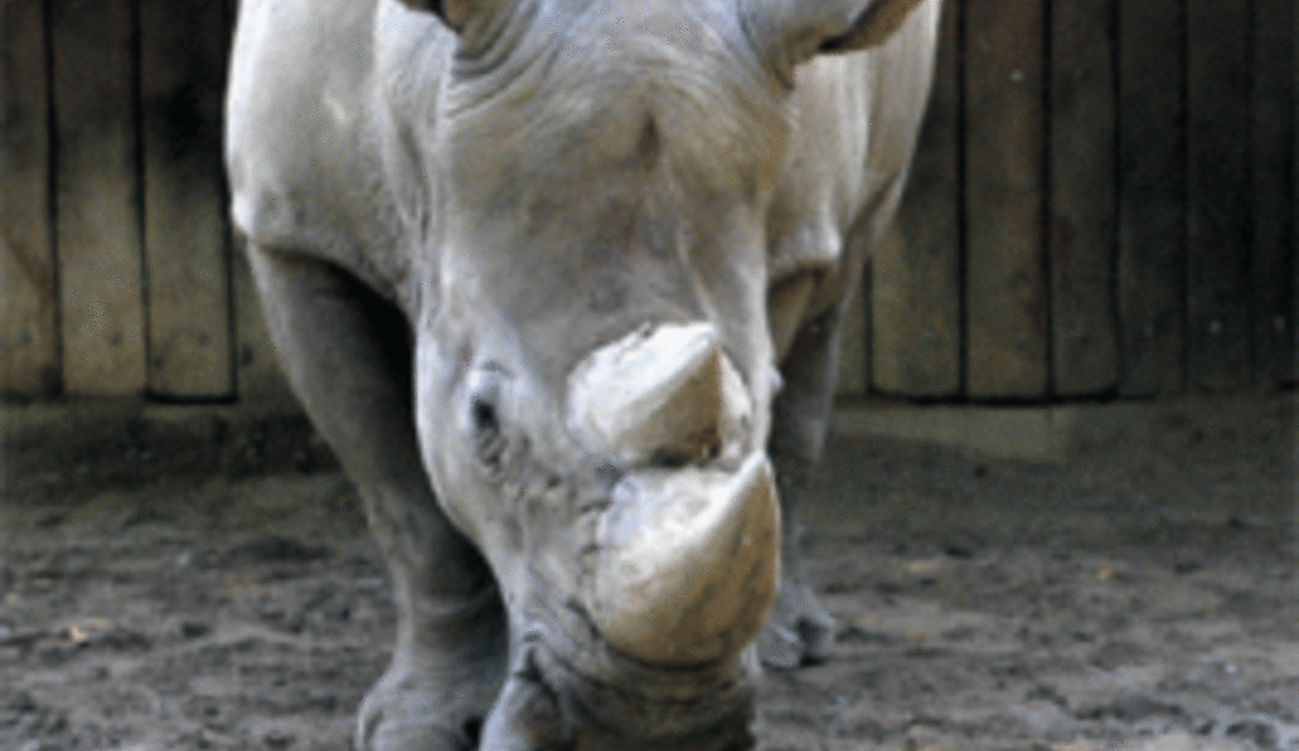 Java-Nashorn in Vietnam ausgestorben