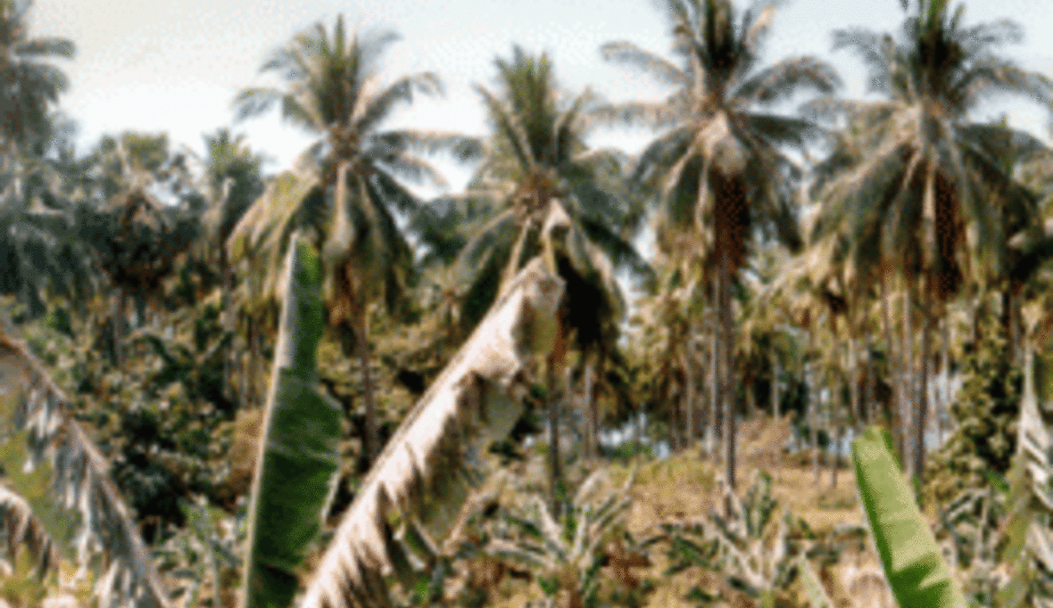 Palmölmarkt unter der Lupe: WWF-Ranking bewertet Produzenten und Händler