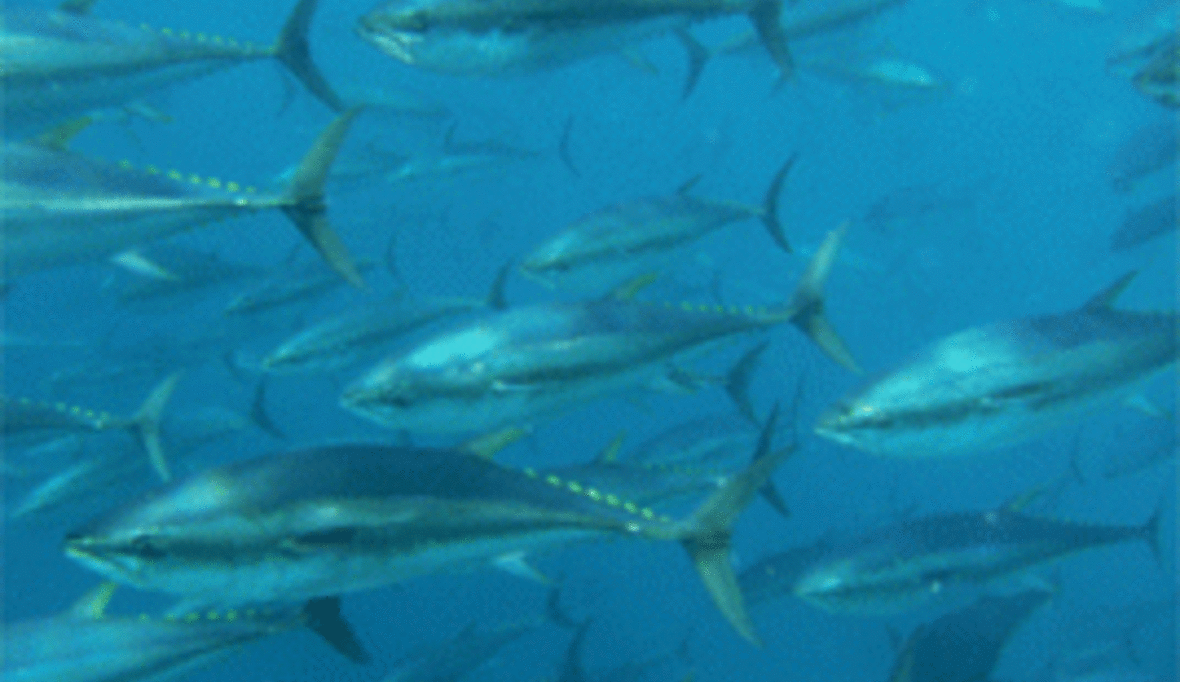 WWF enthüllt Schwarzhandel mit Rotem Thunfisch über Panama