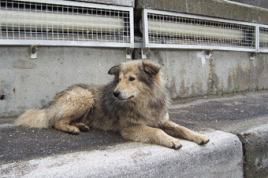 Herrenloser Hund in Rumänien. Foto: Daneena/flickr.com